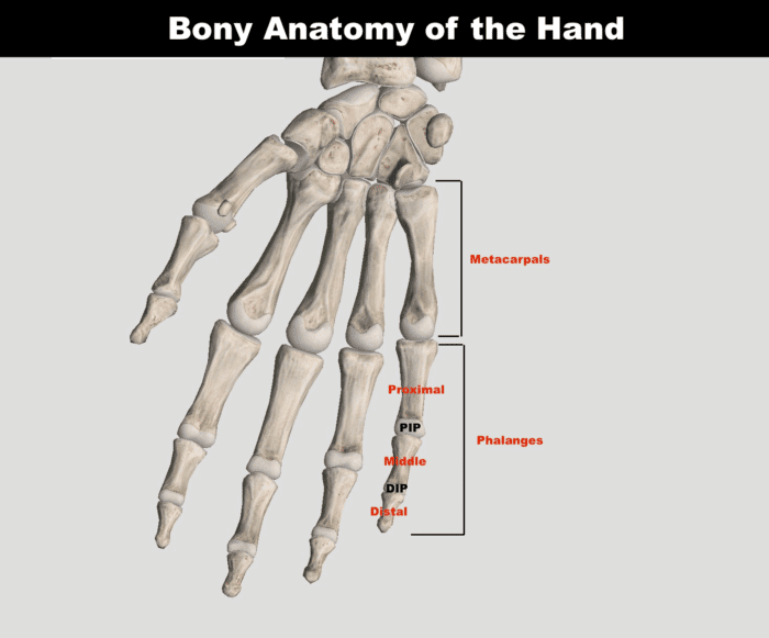 Pulley Injuries Explained Part 1 The Climbing Doctor