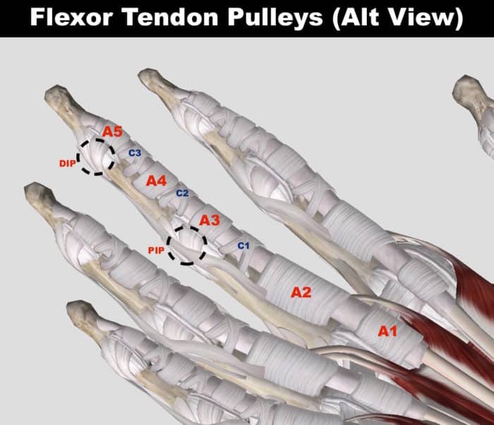 Pulley Injuries Explained Part 1 The Climbing Doctor