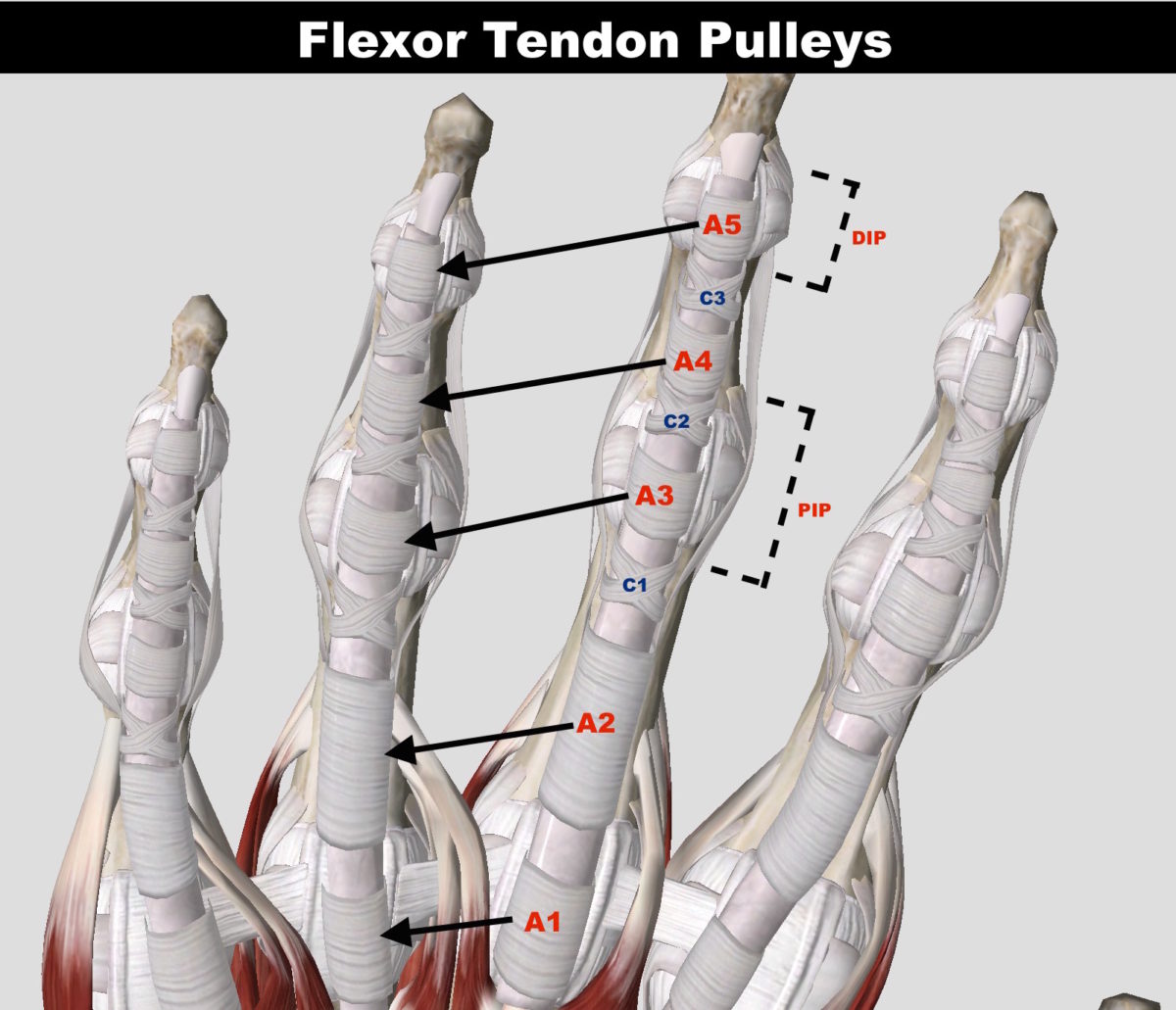 Pulley Injuries Explained Part 1 The Climbing Doctor