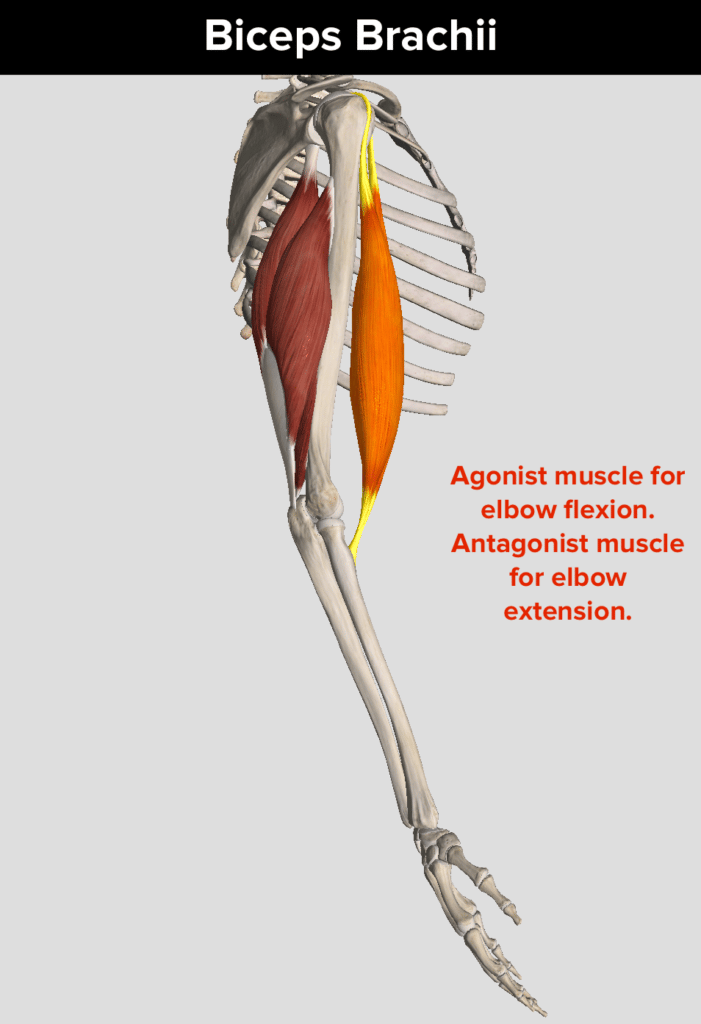 flexion and extension of arm