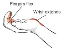 Rock Climbing Finger Tenosynovitis – The Climbing Doctor