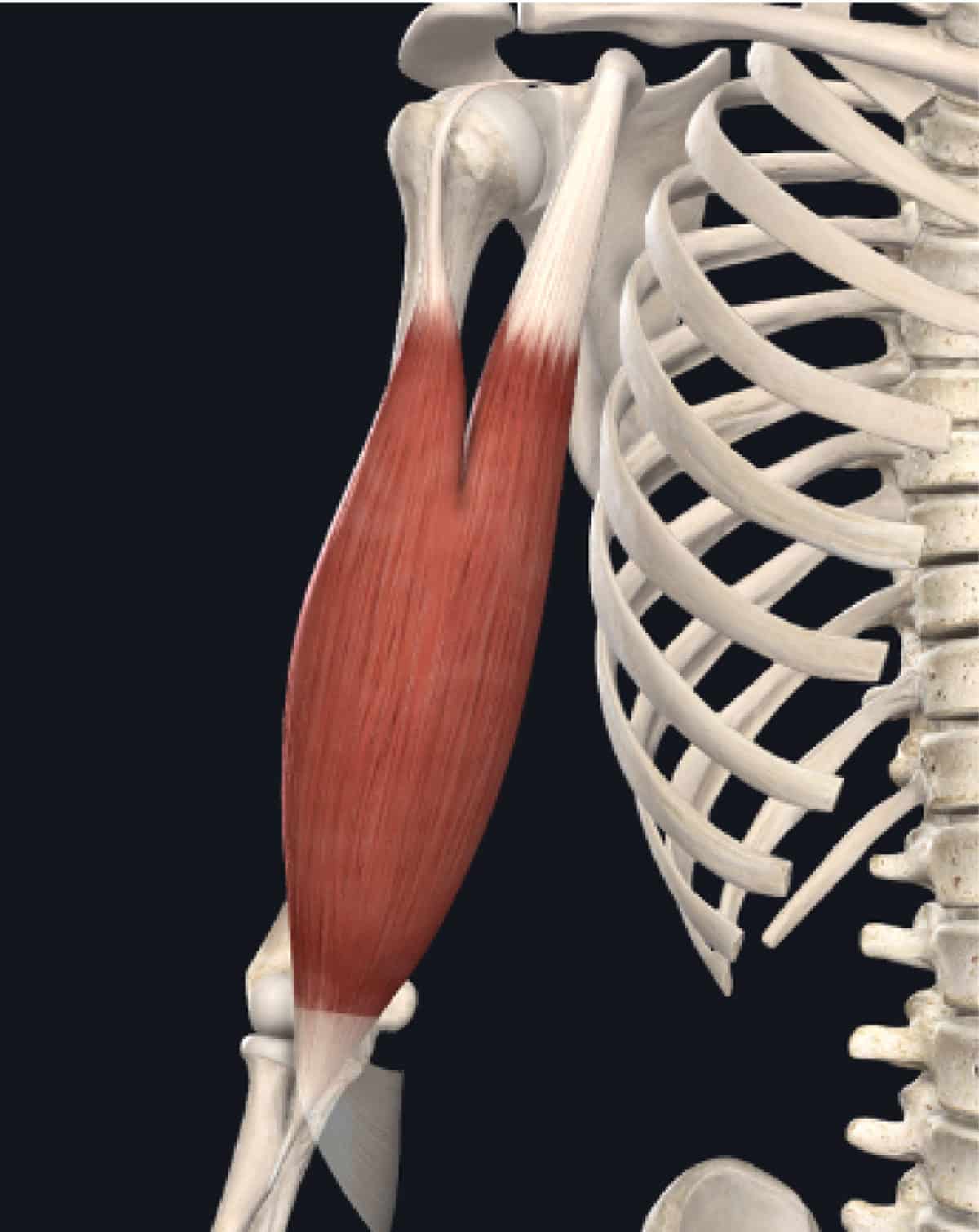 Tendon Biceps Braquial