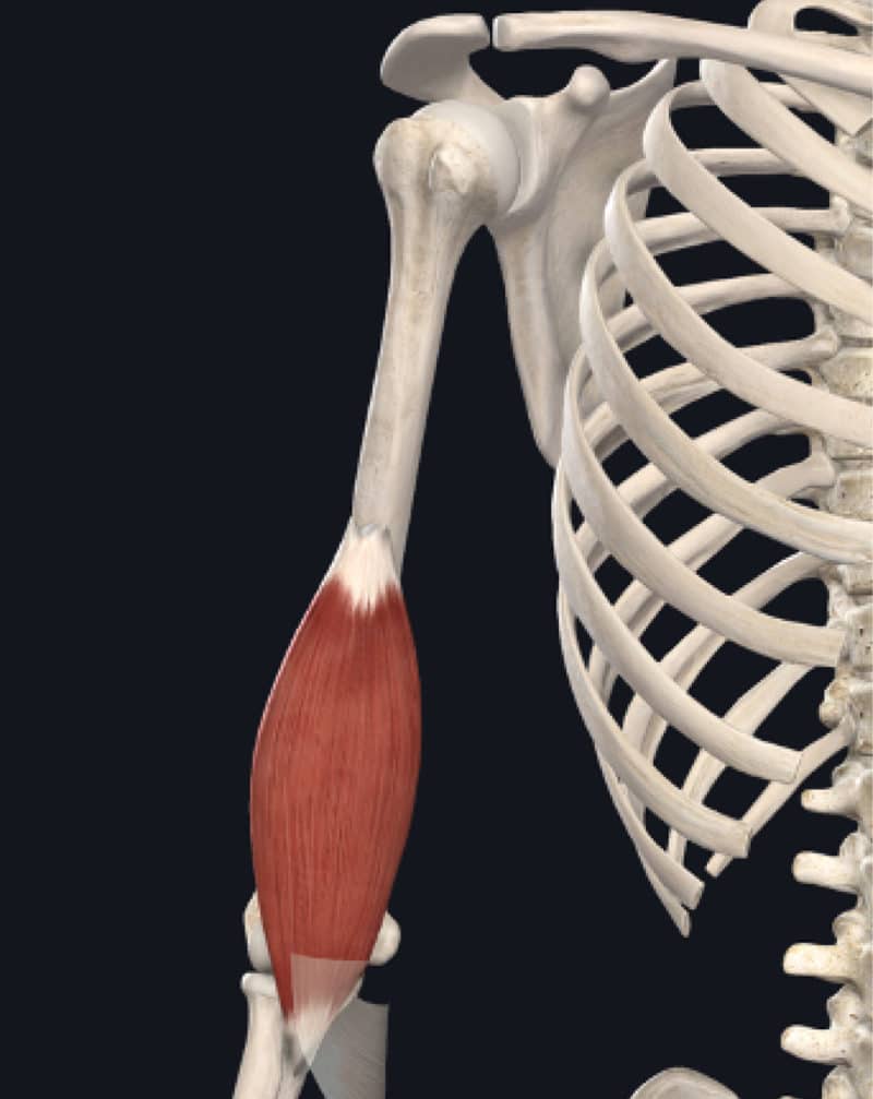 Brachialis Tendinopathy in Climbers – The Climbing Doctor