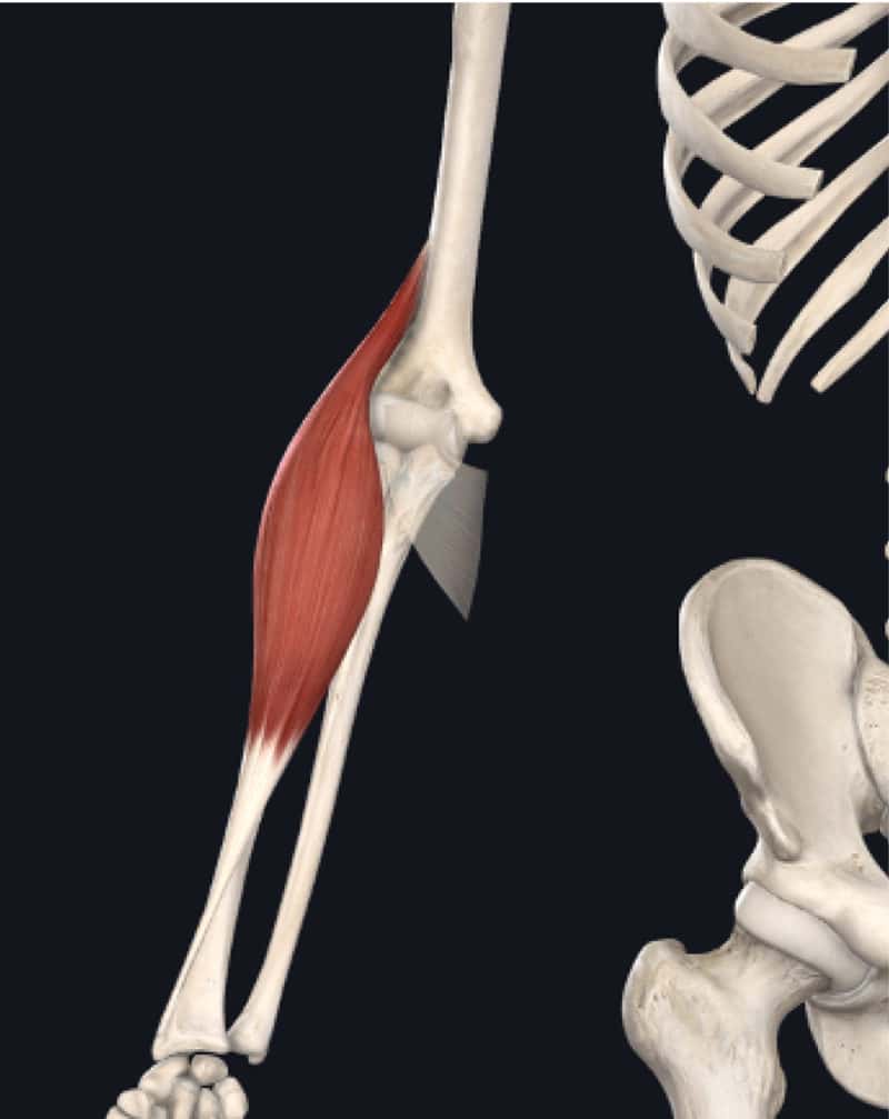 Brachialis Tendinopathy in Climbers - The Climbing Doctor