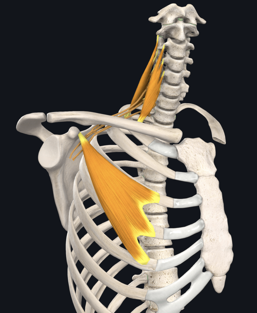 Thoracic Outlet Syndrome in Climbers - The Climbing Doctor