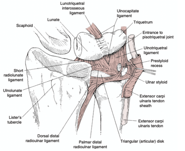 TFCC injury- A common source of wrist pain in climbers - The Climbing ...