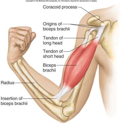 Biceps Tendon Rupture in Climbers - The Climbing Doctor