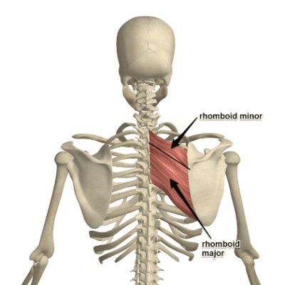 The Importance of Scapular Strength in Climbers - The Climbing Doctor