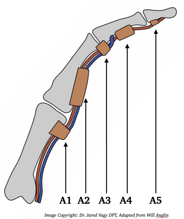 Pulley Injury Anatomy, Biomechanics and Research The Climbing Doctor