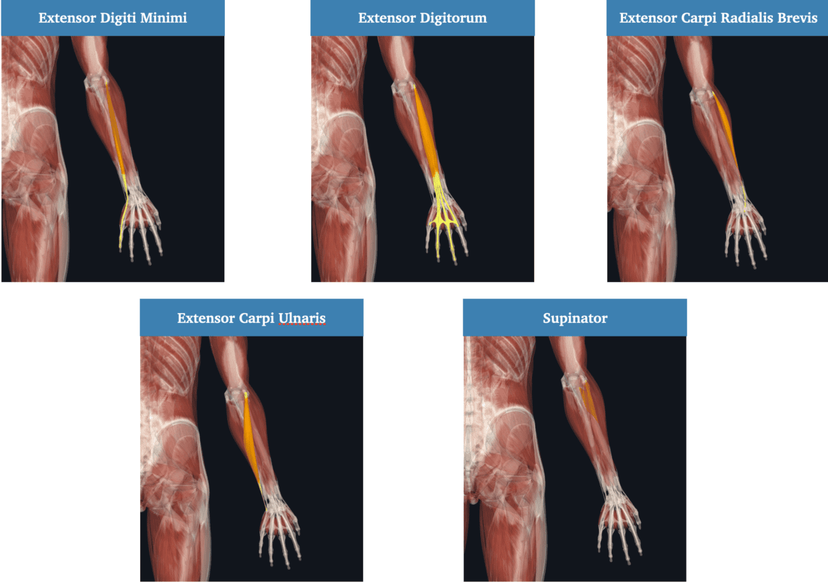 Lateral Elbow Pain Diagnostics Climbing The Climbing Doctor