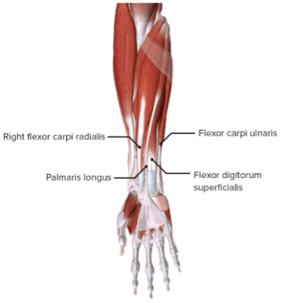 Physiology of “Forearm Pump” and Ways to Delay it’s Onset - The ...